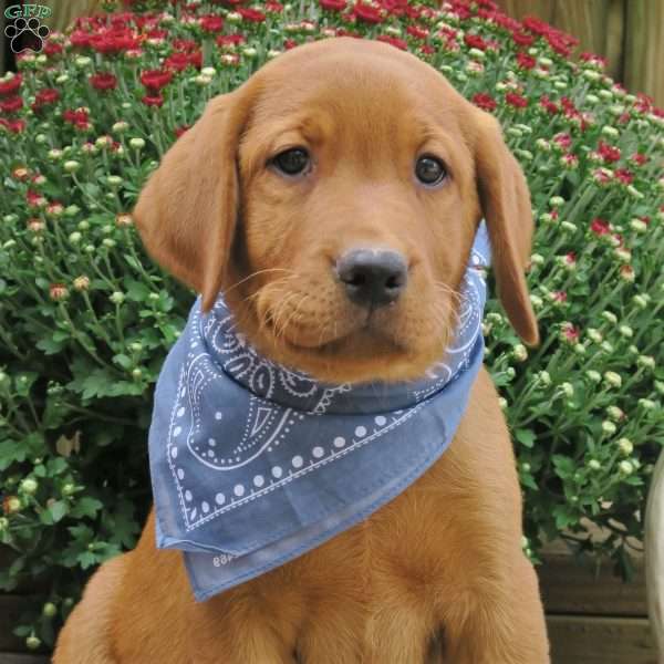 Red Ryder, Fox Red Labrador Retriever Puppy